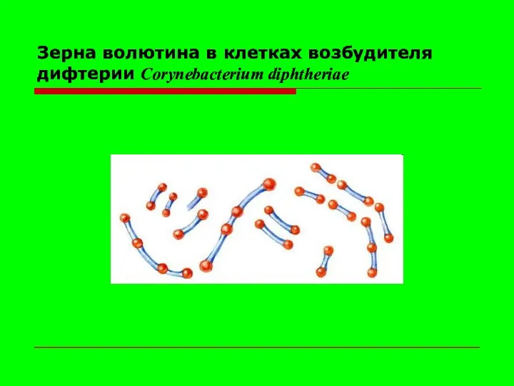 Зерна волютина в клетках возбудителя дифтерии Corynebacterium diphtheriae