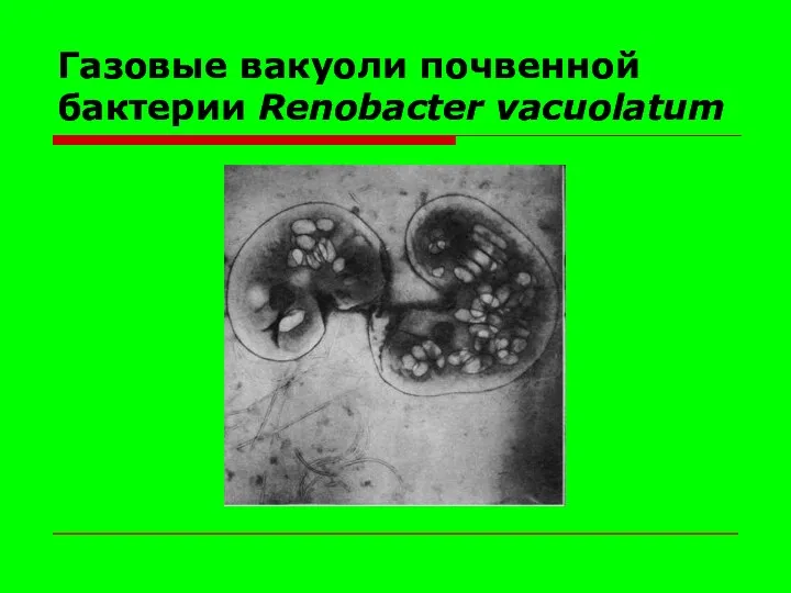 Газовые вакуоли почвенной бактерии Renobacter vacuolatum