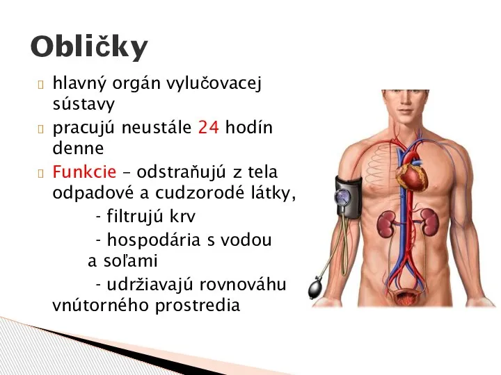 hlavný orgán vylučovacej sústavy pracujú neustále 24 hodín denne Funkcie – odstraňujú