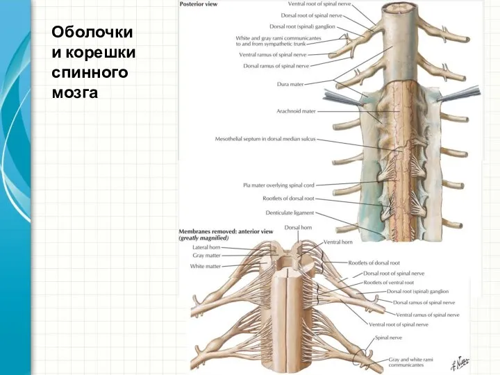 Оболочки и корешки спинного мозга