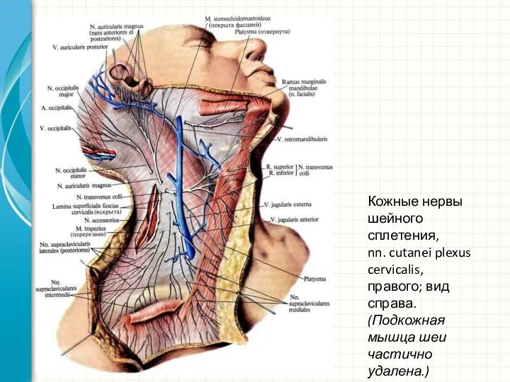 Кожные нервы шейного сплетения, nn. cutanei plexus cervicalis, правого; вид справа. (Подкожная мышца шеи частично удалена.)