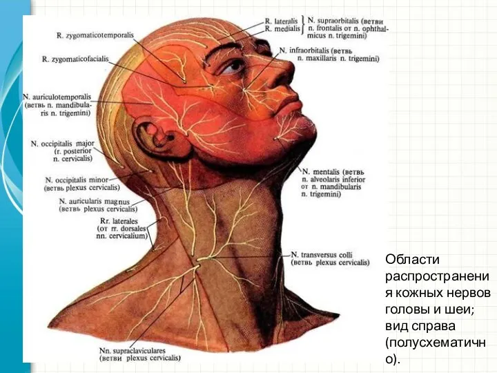 Области распространения кожных нервов головы и шеи; вид справа (полусхематично).