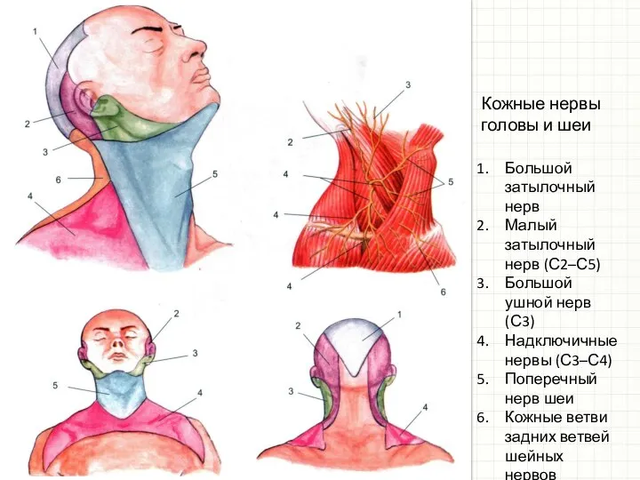 Кожные нервы головы и шеи Большой затылочный нерв Малый затылочный нерв (С2–С5)