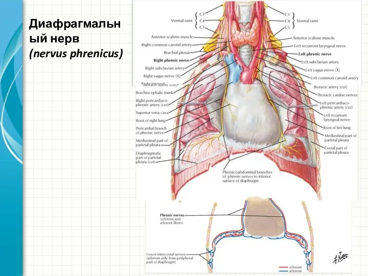 Диафрагмальный нерв (nervus phrenicus)