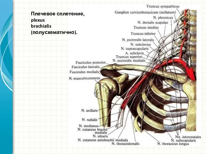Плечевое сплетение, plexus brachialis (полусхематично).