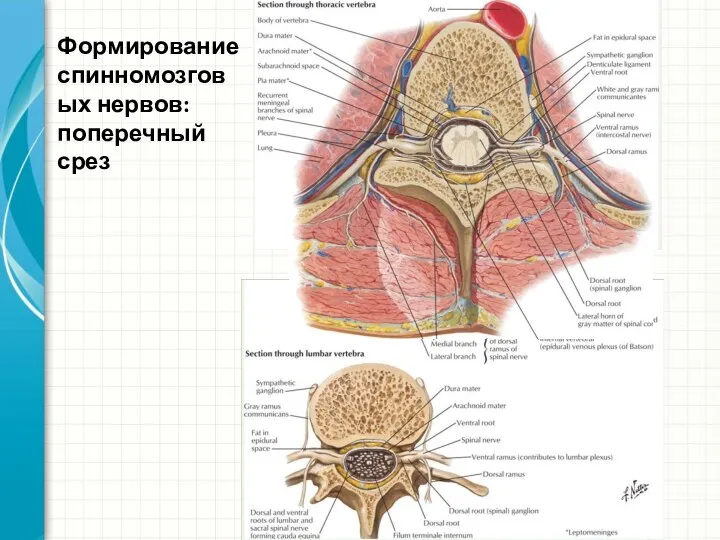 Формирование спинномозговых нервов: поперечный срез