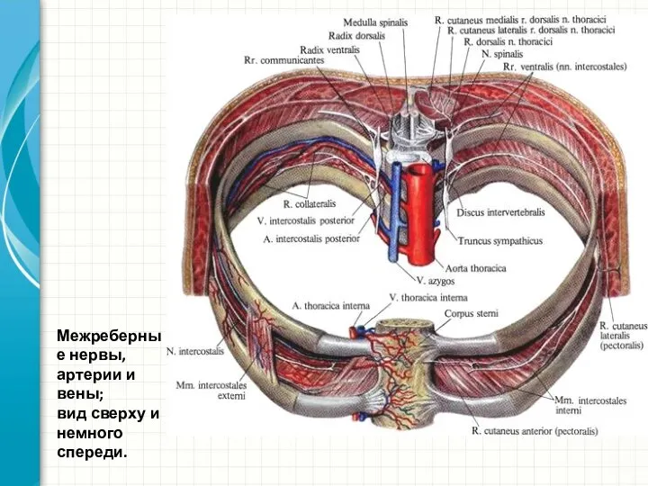 Межреберные нервы, артерии и вены; вид сверху и немного спереди.