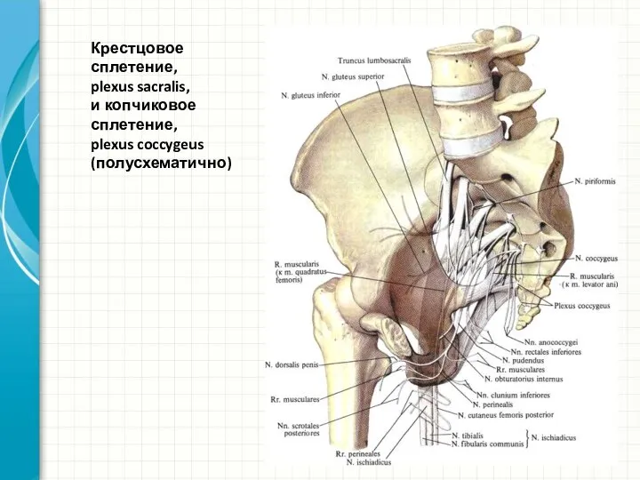 Крестцовое сплетение, plexus sacralis, и копчиковое сплетение, plexus coccygeus (полусхематично)