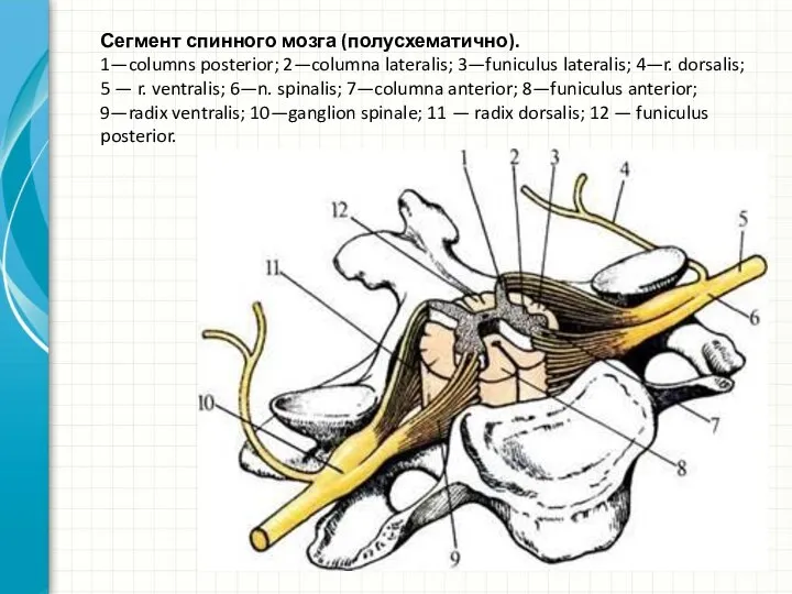 Сегмент спинного мозга (полусхематично). 1—columns posterior; 2—columna lateralis; 3—funiculus lateralis; 4—r. dorsalis;