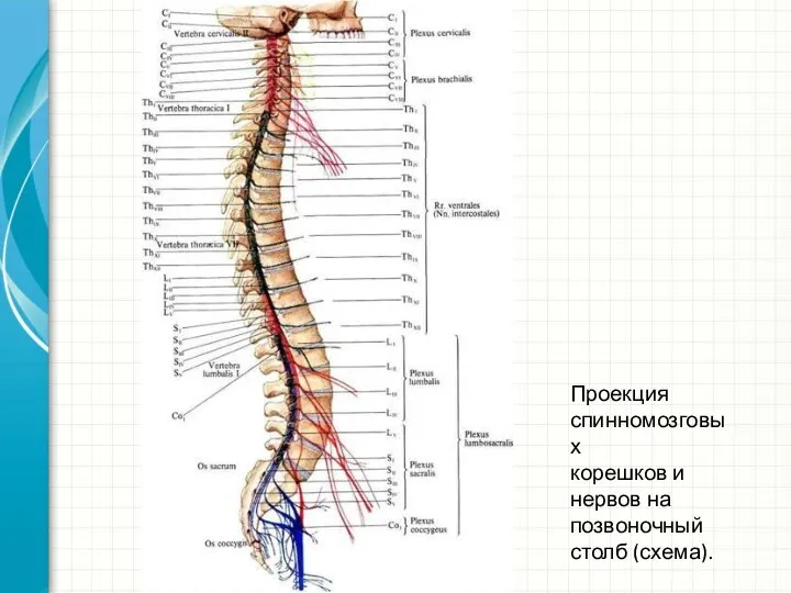 Проекция спинномозговых корешков и нервов на позвоночный столб (схема).