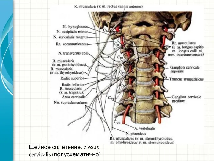 Шейное сплетение, plexus cervicalis (полусхематично)