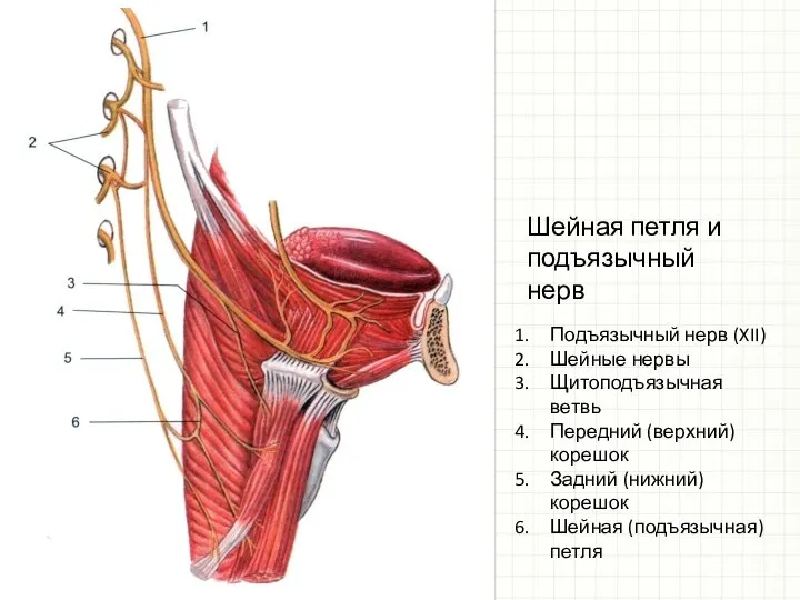 Подъязычный нерв (XII) Шейные нервы Щитоподъязычная ветвь Передний (верхний) корешок Задний (нижний)