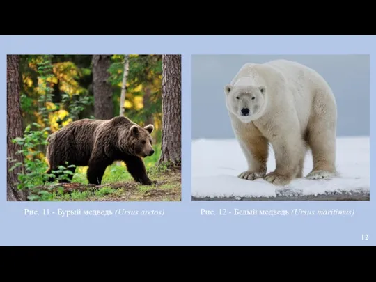Рис. 12 - Белый медведь (Ursus maritimus) Рис. 11 - Бурый медведь (Ursus arctos)