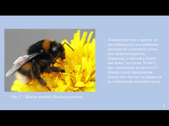 Рис. 2 – Шмель луговой (Bombus pratorum) Температура тела у многих из