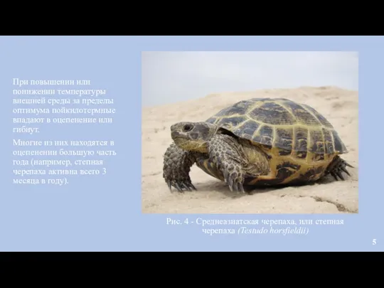 Рис. 4 - Среднеазиатская черепаха, или степная черепаха (Testudo horsfieldii) При повышении