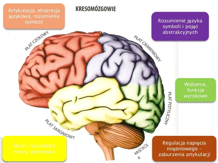 Regulacja napięcia mięśniowego – zaburzenia artykulacji MÓŻDŻEK Artykulacja, ekspresja językowa, rozumienie symboli