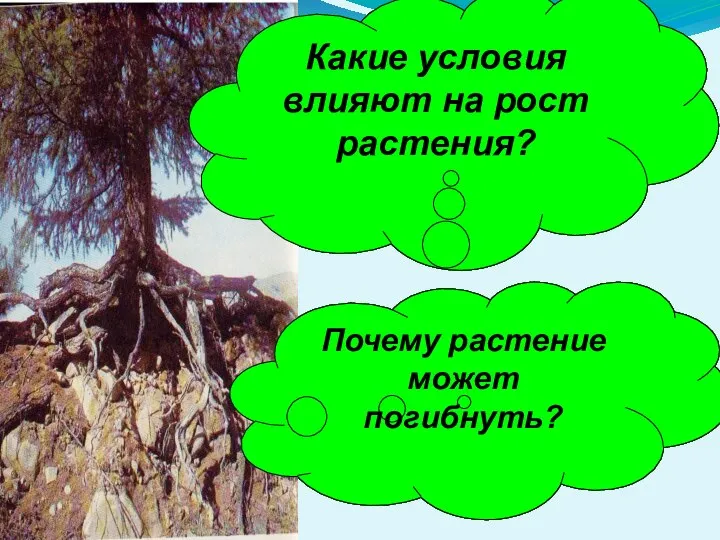 Какие условия влияют на рост растения? Почему растение может погибнуть?