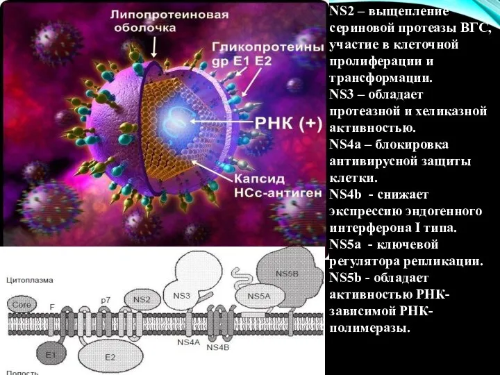 NS2 – выщепление сериновой протеазы ВГС, участие в клеточной пролиферации и трансформации.