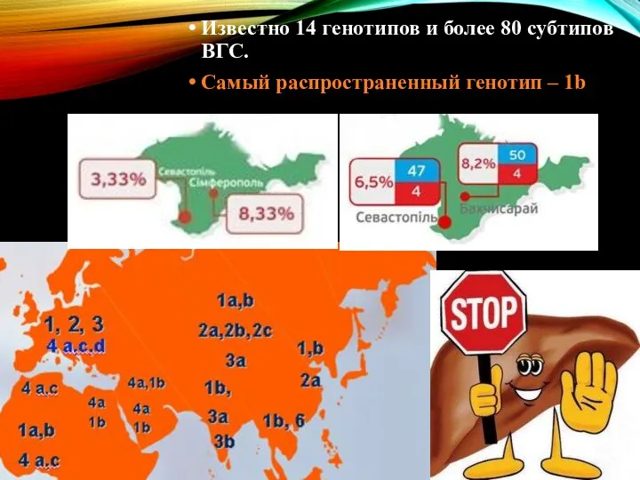 Известно 14 генотипов и более 80 субтипов ВГС. Самый распространенный генотип – 1b