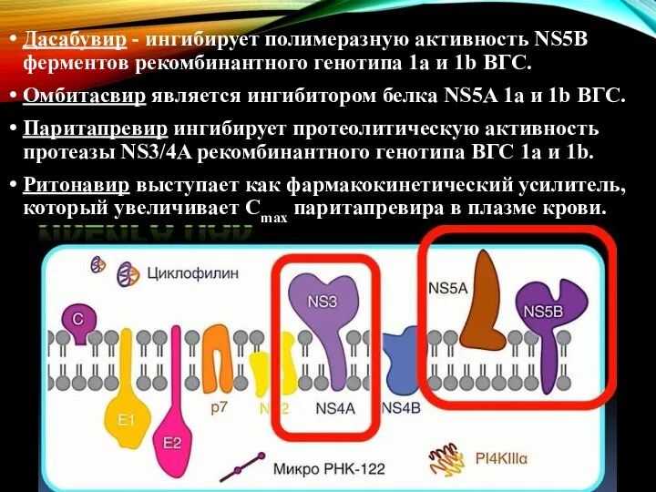 Дасабувир - ингибирует полимеразную активность NS5B ферментов рекомбинантного генотипа 1а и 1b