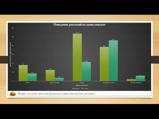 Вывод: на сухих опилках рептилии также достаточно активны