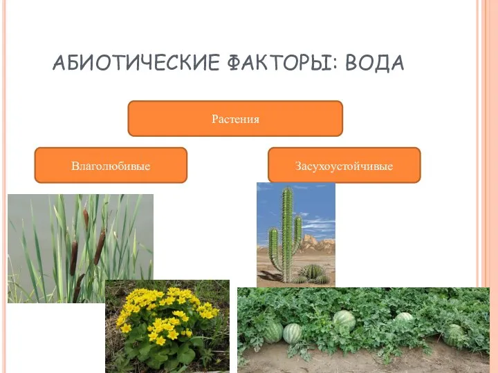 АБИОТИЧЕСКИЕ ФАКТОРЫ: ВОДА Растения Влаголюбивые Засухоустойчивые