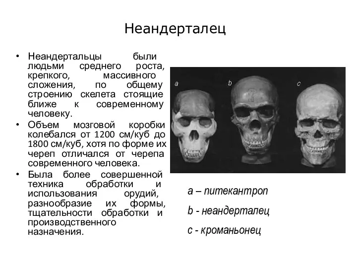 Неандерталец Неандертальцы были людьми среднего роста, крепкого, массивного сложения, по общему строению