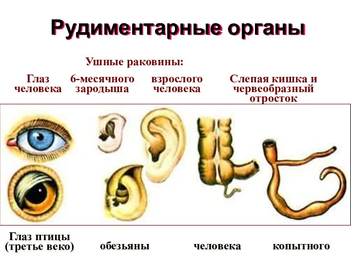 Рудиментарные органы Глаз человека Глаз птицы (третье веко) Ушные раковины: 6-месячного зародыша