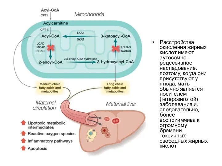 Расстройства окисления жирных кислот имеют аутосомно-рецессивное наследование, поэтому, когда они присутствуют у