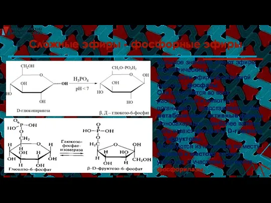 Сложные эфиры - фосфорные эфиры Большое значение имеют эфиры неорганических кислот, в