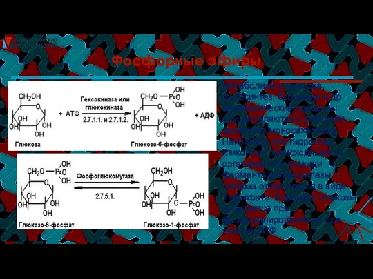 Фосфорные эфиры Метаболизм углеводов, фотосинтез, брожение и др. метаболические процессы осуществляются с