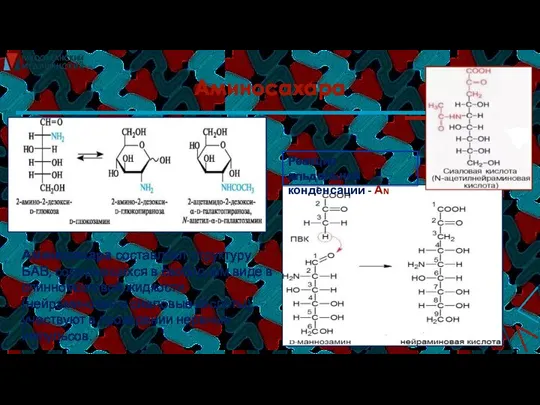 Аминосахара Аминосахара составляют структуру БАВ, содержащихся в свободном виде в спинномозговой жидкости