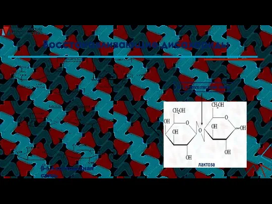 Восстанавливающие дисахариды β-1,4-гликозидная связь β-1,4-гликозидная связь