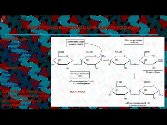 Восстанавливающие дисахариды Анамеризация – взаимное превращение α- и β-анамеров с промежуточной стадией
