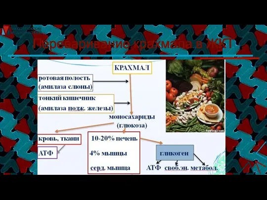 Переваривание крахмала в ЖКТ