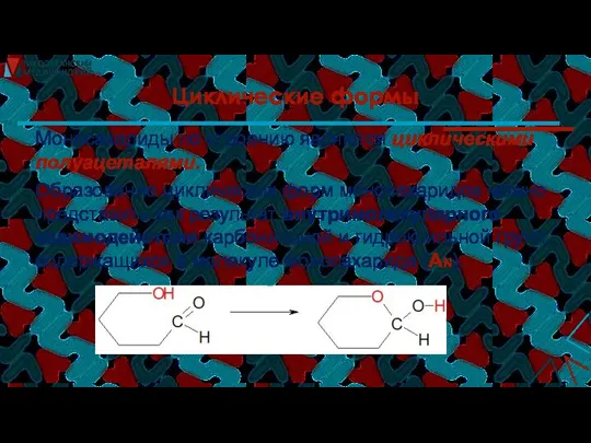 Циклические формы Моносахариды по строению являются циклическими полуацеталями. Образование циклических форм моносахаридов