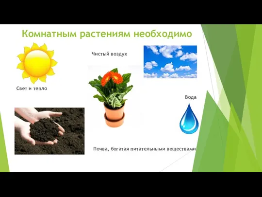 Комнатным растениям необходимо Чистый воздух Свет и тепло Вода Почва, богатая питательными веществами