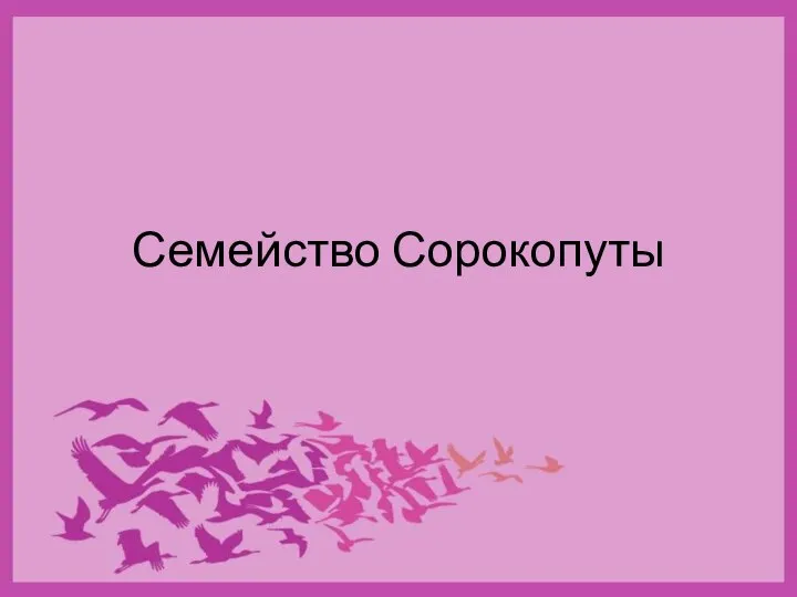 Семейство Сорокопуты