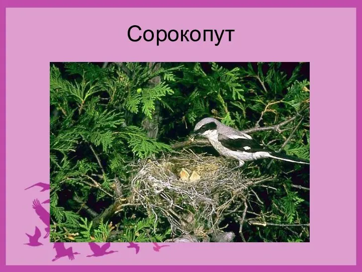 Сорокопут