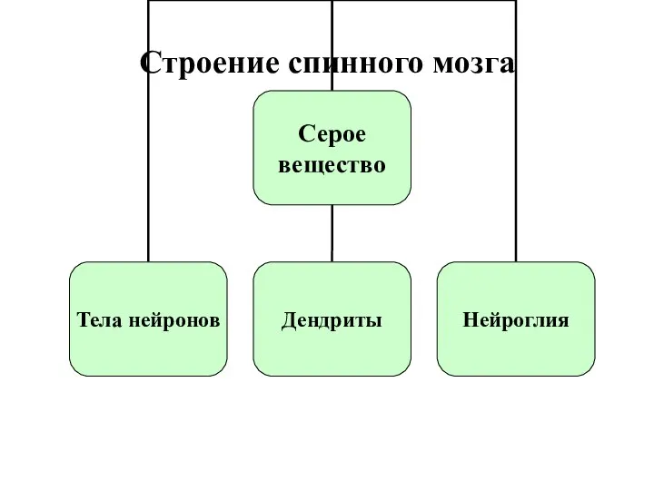 Строение спинного мозга