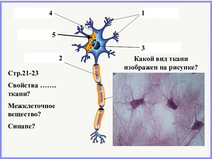 1 2 3 4 5 Стр.21-23 Свойства …….ткани? Межклеточное вещество? Синапс? Какой
