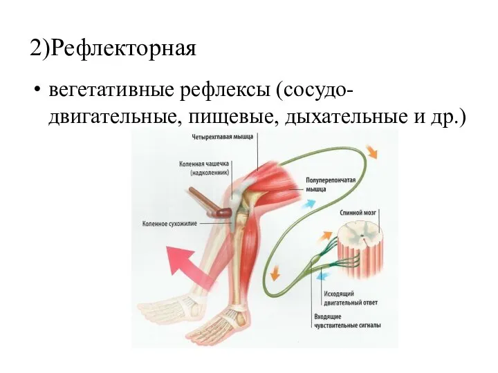 2)Рефлекторная вегетативные рефлексы (сосудо-двигательные, пищевые, дыхательные и др.)