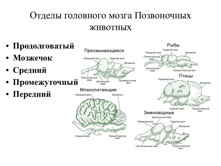 Продолговатый Мозжечок Средний Промежуточный Передний Отделы головного мозга Позвоночных животных