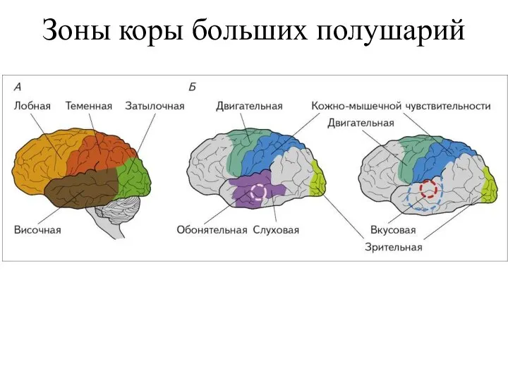 Зоны коры больших полушарий