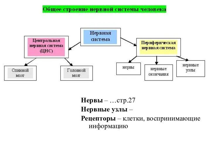 Нервы – …стр.27 Нервные узлы – Рецепторы – клетки, воспринимающие информацию