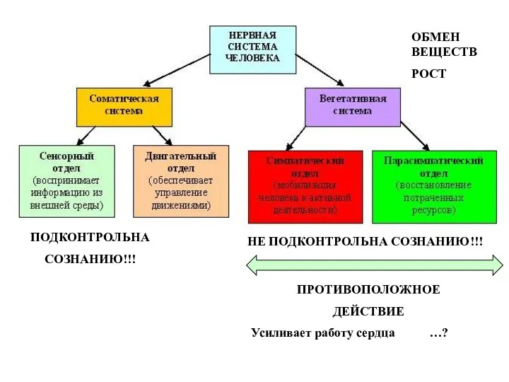 ПРОТИВОПОЛОЖНОЕ ДЕЙСТВИЕ Усиливает работу сердца …? ПОДКОНТРОЛЬНА СОЗНАНИЮ!!! НЕ ПОДКОНТРОЛЬНА СОЗНАНИЮ!!! ОБМЕН ВЕЩЕСТВ РОСТ