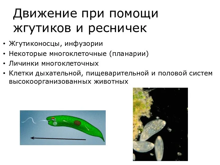 Движение при помощи жгутиков и ресничек Жгутиконосцы, инфузории Некоторые многоклеточные (планарии) Личинки