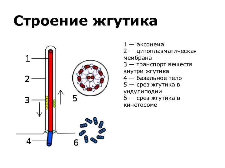 Строение жгутика 1 — аксонема 2 — цитоплазматическая мембрана 3 — транспорт