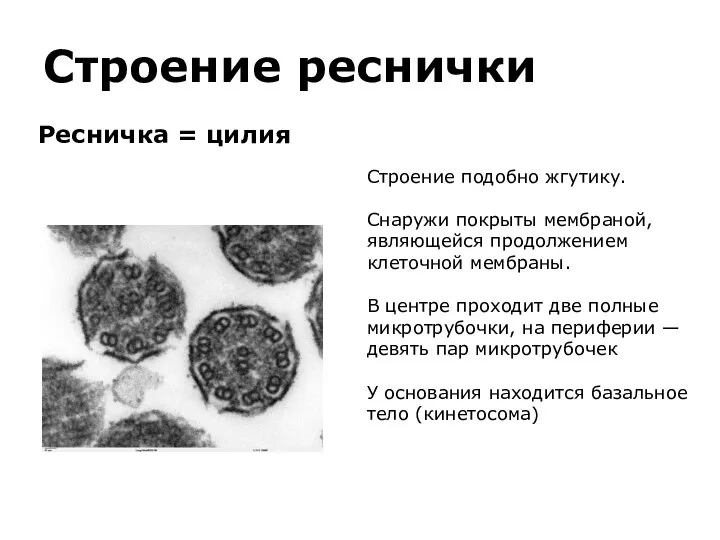 Строение реснички Ресничка = цилия Строение подобно жгутику. Снаружи покрыты мембраной, являющейся