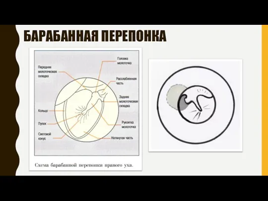 БАРАБАННАЯ ПЕРЕПОНКА